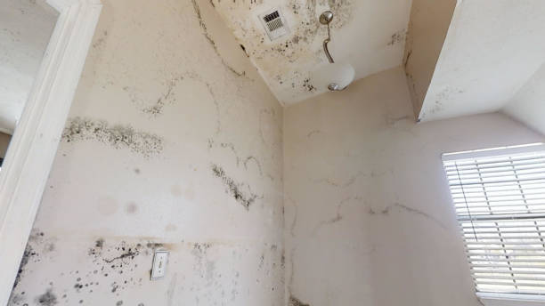 Best Mold Remediation for Rental Properties  in USA