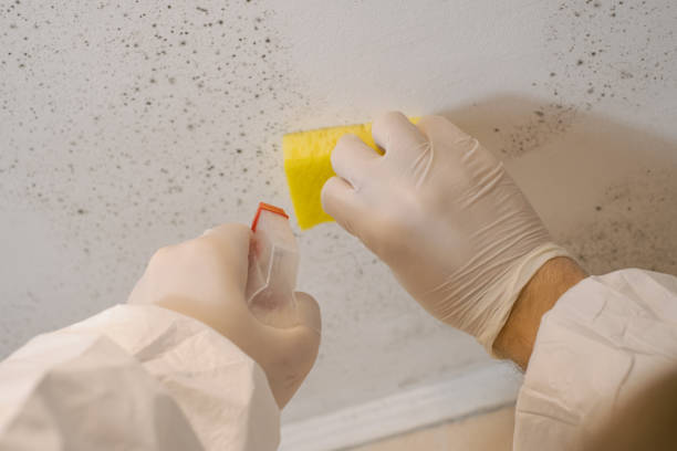 Best Asbestos and Lead Testing During Mold Inspection  in USA